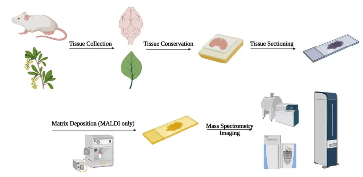 Figure 1. Schematic drawing of sample preparation process for MSI experiments (Ma and Fernández, 2022)